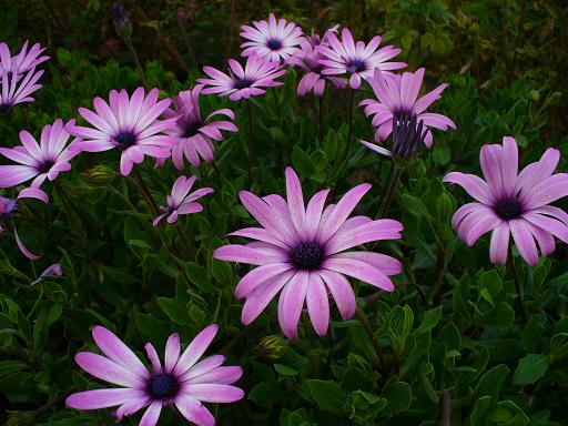 růžové osteospermum.JPG