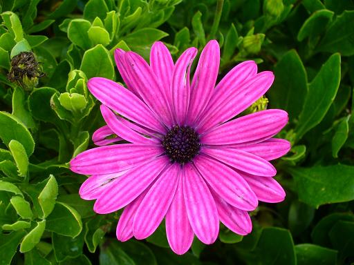 detail osteospermum.JPG