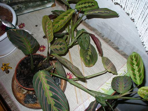 maranta.JPG