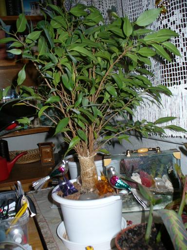 ficus.JPG